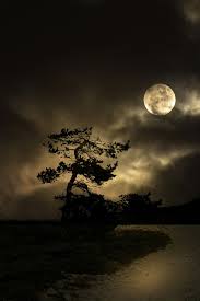 hd wallpaper night tree moon road