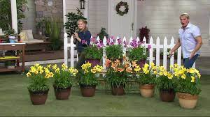 Maybe you would like to learn more about one of these? Cottage Farms 10 Piece Premium Perpetuals Daylilies On Qvc Youtube