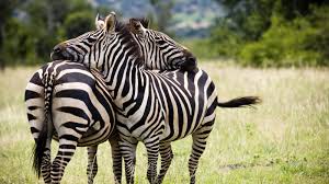 Mountain zebras are found in the region of namibia and angola. Horse Tigers About Nature Pbs