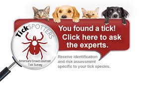 Tickencounter Resource Center Tick Identification