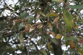 annual texas live oak leaf drop