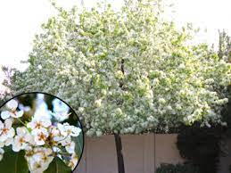 Pairs of fragrant, tubular flowers can range in colour from white to yellow and are found at leaf axils along the stem. The Best White Flowering Trees