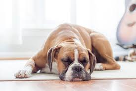 why do dogs twitch in their sleep vets