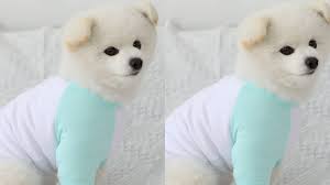 10 super cute toy pom dog dress options