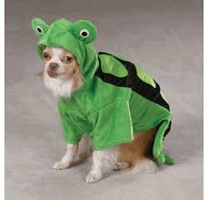 Zack Zoey Turtle Dog Costume