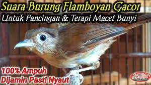 Ngeri suara burung flamboyan di alam liar alcippe pyrrhoptera.mp3. Burung Flamboyan Gacor Untuk Pancingan Youtube