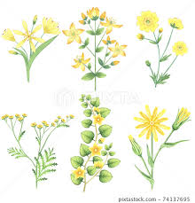 watercolor yellow flowers and herbs