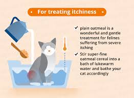 Unless the infestation is severe, it can be treated at home. Cat Skin Conditions Natural Remedies Canna Pet