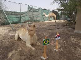 Between the combination of the anatomy and absolutely wonderful conditions, the shape is supposed to look like. Behind The Scenes With Shaheen The World Cup Predicting Camel Football Gulf News