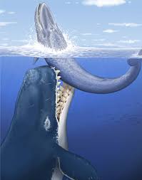 gigantic prehistoric whale hunted other