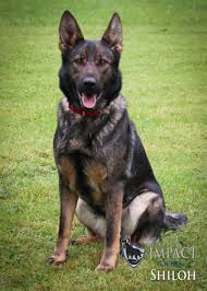 The only difference between a long haired and short haired german shepherd is the length of its fur. Our Breeding Males And Females Impact Dogs