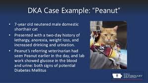Symptoms usually start over a. Diabetic Ketoacidosis Or Dka In Cats