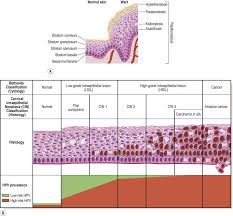 Stratified Squamous Epithelium An Overview Sciencedirect