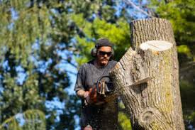 Will My Ash Tree Benefit From An Emerald Ash Borer Treatment