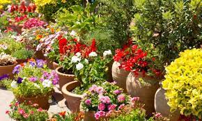 Low Maintenance Plants And Flowers