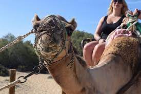Am i likely to be too heavy or too tall to ride a camel for health, animal welfare, operator legal liability or any other reasons? Camel Ride In Gran Canaria Maspalomas Dunes 2021