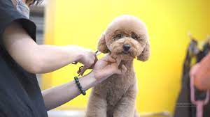 toy poodle in a teddy bear hair cut dog