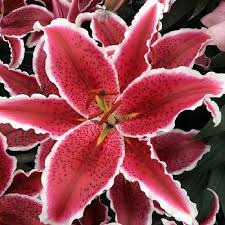 They are a versatile flower and are perfect for align center. 27 Of The Best Lily Varieties Gardener S Path