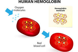 Top 27 Hemoglobin Rich Foods For A Healthy You