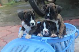 boxer puppies in india at best