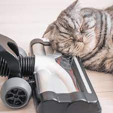 cat allergies top cleaning tips on how