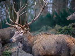 Antlers and cancer are connected—and ...