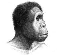 Homo rudolfensis - Wikipedia