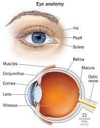 Eyes: How They Work, Anatomy & Common Conditions