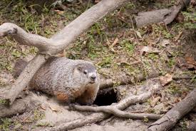 To quickly and effectively trap the groundhog, place logs directing the groundhog toward the trap. Woodchuck Control And How To Trap Out Unwanted Activity Around The Home