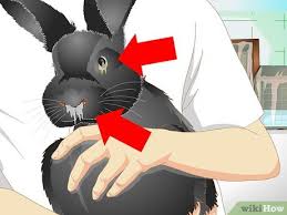 3 ways to keep a rabbit warm wikihow