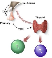 trh thyrotropin releasing