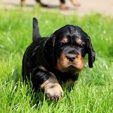 Find a gordon setter puppy from reputable breeders near you and nationwide. Irish English And Gordon Setter Puppies Home Facebook