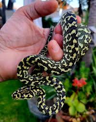 jungle python reptiles hibians