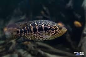 The Big Cat Of The Water Jaguar Cichlid Care Guide
