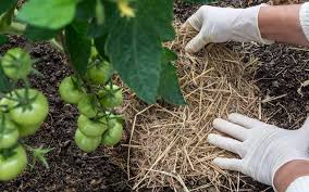 Mulching For A Vegetable Garden