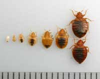 bed bug management guidelines uc ipm