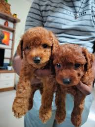 poodle puppies in india at