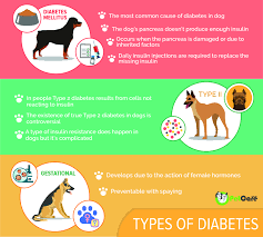 Knowing the dog diabetes symptoms can make for early detection and treatment. Diabetes In Dogs Canine Mellitus Symptoms Treatment Diet