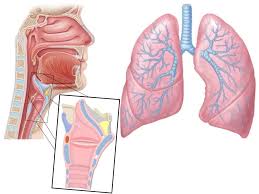 By alan mcconchie :) and beth schechter :d. Map Respiratory System Anatomy Diagram Quizlet