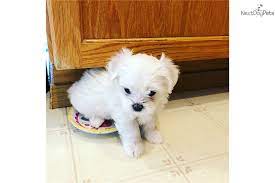The tiny maltese, ye ancient dogge of malta, has been sitting in the lap of luxury since. Han Solo Maltese Puppy For Sale Near Seattle Tacoma Washington 34bb1c40 2f81