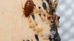 common bugs that look like bed bugs