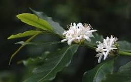 do-coffee-plants-bloom