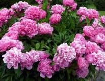 Image result for peony flowers