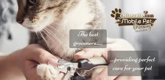 Mobile cat nail clipping service near me. Mobile Pet Grooming Dog Grooming Cat Grooming Broomfield