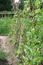 pole beans gardening solutions