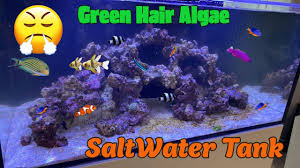green hair algae in r aquarium