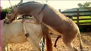 Hot compilation of horses fucking for zoo porn lovers