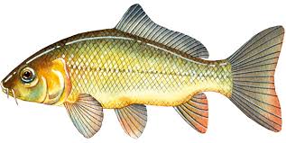 Native Fish Australia