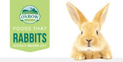 what-is-toxic-to-rabbits