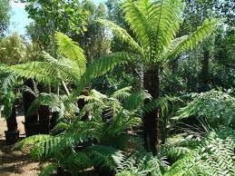 Tree Fern Care And How To Plant A Tree